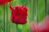 Shaggy Red Tulip_48805
